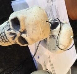 Fun Express Small Skulls for Halloween - Set of 3 - Use for Shrunken Heads and Scary Home Decor 24 31NtFFKPIZL