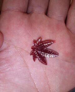 PJ BOLD Marijuana Weed Leaf Gummy Molds Silicone Candy Mold Kit - 3 Pack Dropper 33 31QDCU4lJxL