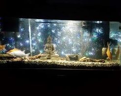 BN-LINK Digital Timer Outlet 24-Hour Programmable Digital Outlet Timer with 2 Independent Outlets 3-Prong Mini Indoor Easy Set Stackable Plug-in for Lights Lamps Fans Accurate 8A/1000W 1/3HP 3 prong 38 31ZgXj3J9SL