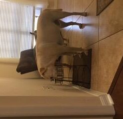 SPOT Elevated Dog Feeder, Stainless Steel, Single Bowl, Hygienic, Easy to Clean, Promotes Proper Posture, Ideal for Medium and Large Breeds, 14-Inch 41 31aKk6ZNtFL