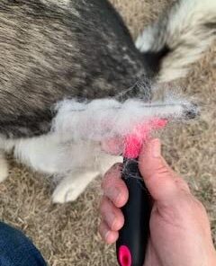 DakPets Pet Deshedding Tool | Professional Cat and Dog Brush for Shedding | Fur Deshedding Brush and Pet Hair Remover for Cats and Dogs | Stainless Steel Cat and Dog Shedding Brush for Pet Grooming Hot Pink 57 31abKgW2SRL