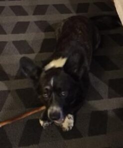 Best Bully Sticks 12 Inch All-Natural Odor Free Bully Sticks for Dogs - 12” Fully Digestible, 100% Grass-Fed Beef, Grain and Rawhide Free | 12 Pack 12" (12 Pack) 40 31k8SGzwNpL