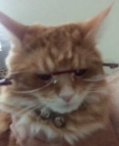 Premium Charcoal Filters for PetSafe Drinkwell 360 Fountains, Pack of 10 10 Count (Pack of 1) 10 31nJMYOL2L