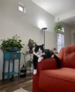 SHEBA PERFECT PORTIONS Paté Adult Wet Cat Food Trays (24 Count, 48 Servings), Savory Chicken and Roasted Turkey Entrée, Easy Peel Twin-Pack Trays 1.32 Ounce (Pack of 24) 36 31qyRfHT14L