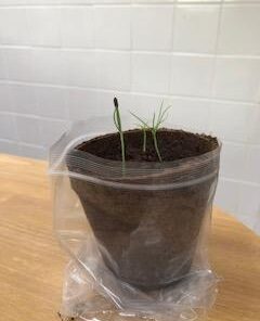 Plant Theatre Bonsai Tree Kit - Indoor Plant Growing Kit w/ 3 Mini Bonsai Seed Packs, 6 Pots, 6 Peat Discs and 6 Propagator Bags - Gardening Gifts for Men, Women and Room Decor - Crafts for Adults 57 31xZE UdBIL