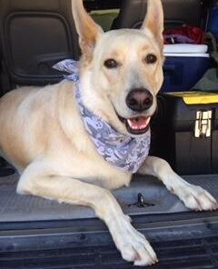 NUTRO NATURAL CHOICE Small Bites Adult Dry Dog Food, Lamb & Brown Rice Recipe Dog Kibble, 30 lb. Bag 32 31zc V8uorL