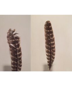 Alternative view of Grade A Barred Turkey Smudging Feather (no stains, cuts, pieces missing)
