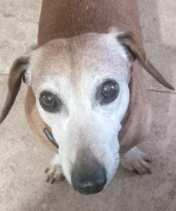 Savory Prime Cod Skin Fish Strips, 16-Ounce, No Artificial Color, All Breed Sizes (62016) 24 410MASwFjLL