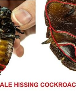 Josh's Frogs Male Madagascar Hissing Cockroach (Gromphadorhina portentosa) 26 410O0wdDf6L