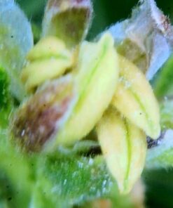 Sodium Thiosulfate, Fine Crystals, 99.5% min, 500 Grams (1.1 lb.) 6 410SrRBYEbL