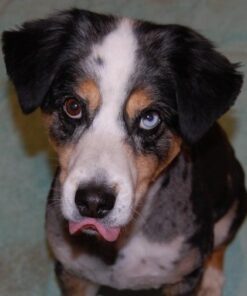 NaturVet – Brewer’s Dried Yeast Formula with Garlic Flavoring – Plus Omegas | Rich in Omega-3, 6 & 9 Fatty Acids | Fortified with B1, B2, Niacin & Vitamin C | for Dogs & Cats | 1000 Chewable Tablets 17 410xTRsTVIL