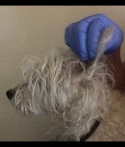 Dealmed Nitrile Medical Grade Exam Gloves, Disposable, Latex-Free, Medium (200 ct.) Medium (Pack of 200) Purple (Pack of 1) 33 411EUn6eBBL