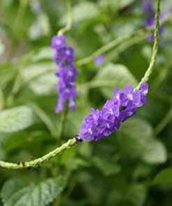 Onalee's Seeds Blue Porterweed, Stachytarpheta urticifolia, Seeds. Butterfly Magnet! Direct from The Grower in The USA! (24+ Seeds) 7 411myHSJ1AL
