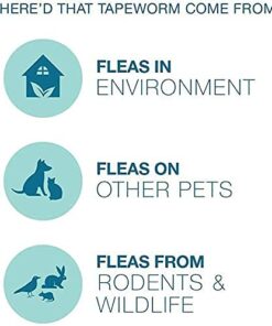 Bayer Expert Care Tapeworm Dewormer for Cats (3 count) 19 415HAQ4Er6L