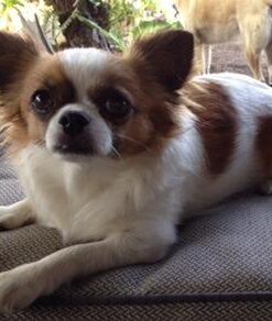 NUTRO NATURAL CHOICE Small Bites Adult Dry Dog Food, Lamb & Brown Rice Recipe Dog Kibble, 30 lb. Bag 33 4163uChOoPL