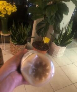 Organic Ginger Juice, 99% Pure Ginger Juice by The Ginger People – Drug Free Digestive Health, Original Flavor, Premium Quality Organic Ginger Juice, 32 Oz Organic-Ginger 32 Fl Oz (Pack of 1) 37 416ovD4D1TL