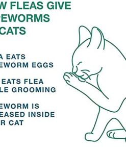 Bayer Expert Care Tapeworm Dewormer for Cats (3 count) 14 416uxvRagSL
