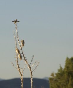 Nikon AF-S DX NIKKOR 55-300mm f/4.5-5.6G ED Vibration Reduction Zoom Lens with Auto Focus for Nikon DSLR Cameras Lens Only 21 419JXckl2CL