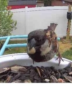 NETVUE Birdfy AI - Smart Bird Feeder with Camera + Solar Panel, Free AI Forever, Auto Capture & Identify 6000+ Bird Species, Bird Videos for Birdwatching, Ideal Gift for Bird Lover Solar Blue 39 41ATxJZdTSL