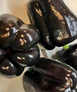 Sweet Bell Pepper Black Horse Seeds Heirloom Vegetable for Planting Giant Non GMO 30 Seeds 16 41BMkLh76ZL