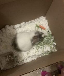 Oxbow Essentials Adult Rabbit Food - All Natural Adult Rabbit Pellets - Veterinarian Recommended- No Seeds, Fruits, or Artificial Ingredients- All Natural Vitamins & Minerals- Made in the USA- 10 lb. 10 Pound (Pack of 1) 33 41CSZOewUXL 2