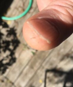 Monterey LG6332 Bacillus Thuringiensis (B.t.) Worm & Caterpillar Killer Insecticide/Pesticide Treatment Concentrate, 16 oz 1 pint (16 oz.) 39 41CUXsrKq2L