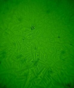 Fairhaven Health Fertile Focus Ovulation Test Kit - Women's Fertility Tracker and Predictor - 3 Days in Advance - Ovulation Kit - Accurate, Reusable Home Saliva Test - Results in Five Minutes 36 41Do3wSAGRL