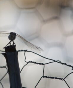 Nikon AF-S DX NIKKOR 55-300mm f/4.5-5.6G ED Vibration Reduction Zoom Lens with Auto Focus for Nikon DSLR Cameras Lens Only 22 41E0o8a3l9L