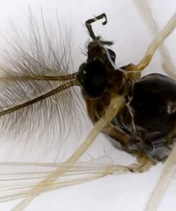 Jiusion Original 40-1000X USB Microscope with Portable Carrying Case, Digital Magnification Endoscope Camera 8 LEDs Metal Base for Micro USB USB-C Android, Windows Mac Linux Chrome 54 41EDRkFRuLL