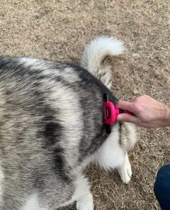 DakPets Pet Deshedding Tool | Professional Cat and Dog Brush for Shedding | Fur Deshedding Brush and Pet Hair Remover for Cats and Dogs | Stainless Steel Cat and Dog Shedding Brush for Pet Grooming Hot Pink 58 41Ec9OeIw5L