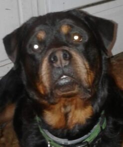 Purina Pro Plan High Protein, Digestive Health Large Breed Dry Dog Food, Chicken and Rice Formula - 34 Lb. Bag Chicken & Rice 34.00 Pound (Pack of 1) 35 41FB8YA I0L