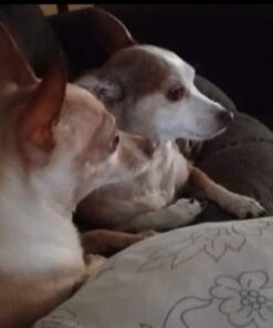 Adams Plus Flea & Tick Shampoo with Precor for Cats, Kittens, Dogs & Puppies Over 12 Weeks Of Age Sensitive Skin Flea Treatment | Kills Adult Fleas, Flea Eggs, Ticks, and Lice 12 Ounces Shampoo Only 38 41FMEQ8Hy6L