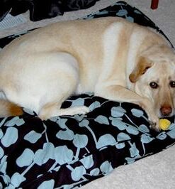 Molly Mutt Huge Dog Bed Cover - Your Hand in Mine Print - Measures 36”x45”x5’’ - 100% Cotton - Durable - Breathable - Sustainable - Machine Washable Dog Bed Cover 32 41FiNj5sHTL