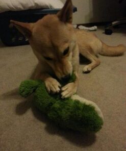 KONG - Cozie Ali Alligator - Indoor Cuddle Squeaky Plush Dog Toy - For Medium Dogs Standard Packaging 44 41GMFg1QQL