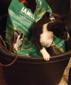 IAMS Adult Minichunks Small Kibble High Protein Dry Dog Food with Real Chicken, 30 lb. Bag,(Packaging may vary) 0 30 Pound (Pack of 1) 40 41GrZ5PfML