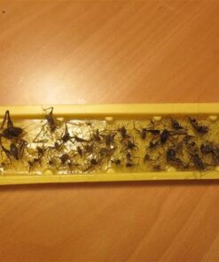 EATON J T 844 4PK Crick/Spid GlueTrap 32 41HrrzLL7tL