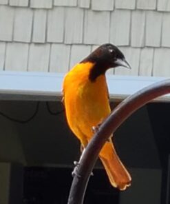 Kettle Moraine Super Oriole Recycled Orange Fruit, Jelly, Mealworm Bird Feeder w/Orange Roof 35 41JzFv1rC3L