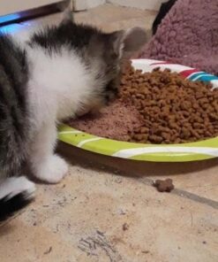 Purina Fancy Feast Pate Wet Kitten - (24) 3 oz. Cans 29 41KunIynFoL