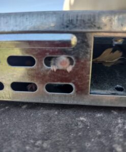 Victor M310S Tin Cat Multi-Catch Live Mouse Trap - Indoor and Outdoor Humane Catch and Release 1 Trap 31 41KzAfbEU8L