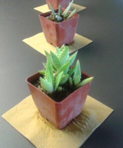 3 Different Aloe Plants - Easy to Grow/Hard to Kill! - 3" Pots 26 41MgZRIKAJL