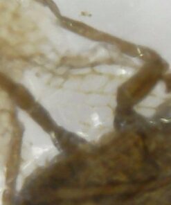 Learning Resources Prepared Slides Combo Set, 48 Specimens Standard Packaging 19 41Mo2At4HL