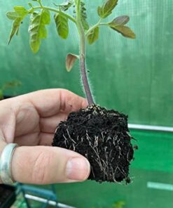 Ladbrooke Genuine Soil Block Maker - Mini 4 Hand Held - Most Popular Soil Blocking Tool, Made in England 29 41P3o FVDNL