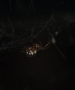 Mcoplus Extnp Auto Focus Macro Extension Tube Set for Nikon AF AF-S DX FX SLR Cameras 44 41PYONyfdCL