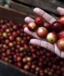 Terrasoul Superfoods Organic Camu Camu Powder, 3.5 Oz, Amazonian Superfruit for Immune Support, Smoothie Boost, and Vitamin C Antioxidant-Rich Recipes 11 41Pa6RcBO7L