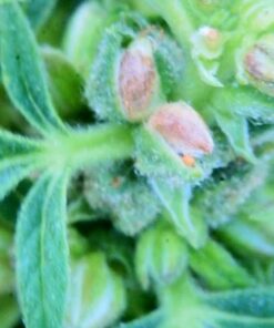 Sodium Thiosulfate, Fine Crystals, 99.5% min, 500 Grams (1.1 lb.) 7 41Q3NMU4aL