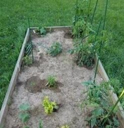 Haus & Garten ClassicPRO 8.5" Bypass Pruning Shears - Premium Garden Shears - Use As Gardening Shears, Garden Clippers, Handheld Heavy-Duty Professional Pruning Shears For Gardening & Pruning Scissors 60 41QXRzasiqL