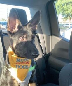 Vastar 2 Packs Adjustable Pet Dog Cat Car Seat Belt Safety Leash Vehicle Seatbelt Harness Black 36 41QeAdoFPKL