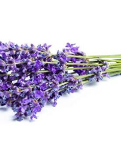 English "Vera" Lavender Seeds for Planting, 1000+ Seeds Per Packet, (Isla's Garden Seeds), Non GMO & Heirloom Seeds, Botanical Name: Lavandula angustifolia, Great Herb Garden Gift 18 41Qw2ncQuGL