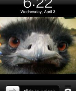 SassyStickers Do You Follow Jesus This Close Bumper Sticker Decal 7 41RVxap9gML