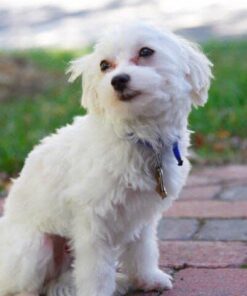 The Amazing Afterlife of Animals: Messages and Signs From Our Pets On The Other Side 16 41Rm3MhhV5L